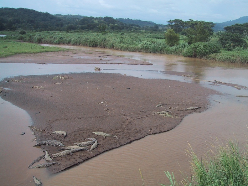 Rio Tarcoles Crocodiles2